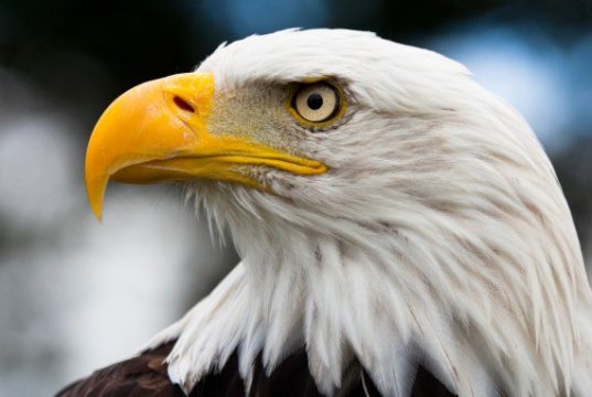 American Eagle Day
