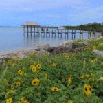 indian-river-lagoon-sunflow