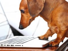Take Your Dog To Work Day