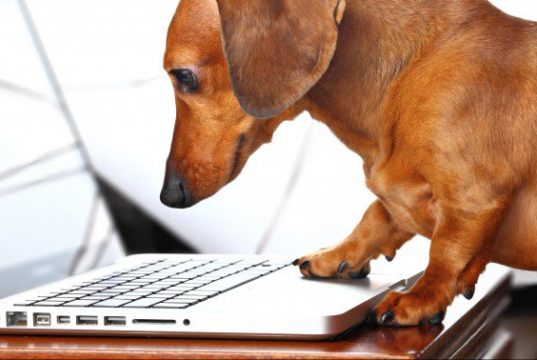 Take Your Dog To Work Day