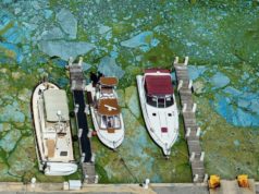 algae
