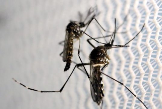 Zika Virus