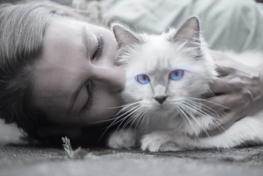 cat