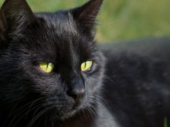 Black Cat Day