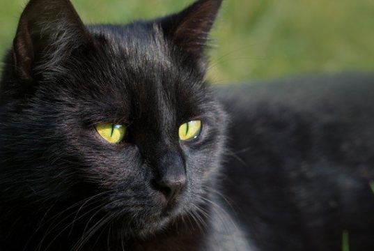 Black Cat Day