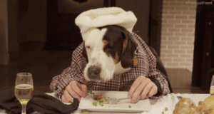 cook pets