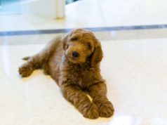 puppy