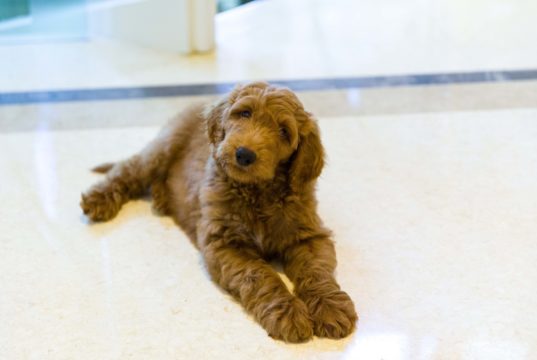 puppy