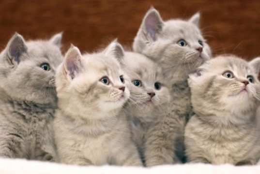 herding cats