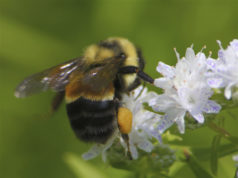 bumblebee