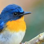 bird-day-1-e1450957454568-808×380