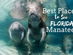 manatees