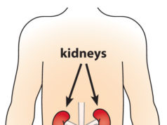 kidney