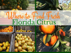 citrus