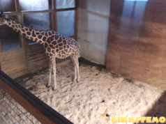 giraffe