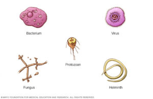 germs
