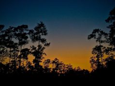 pine rocklands