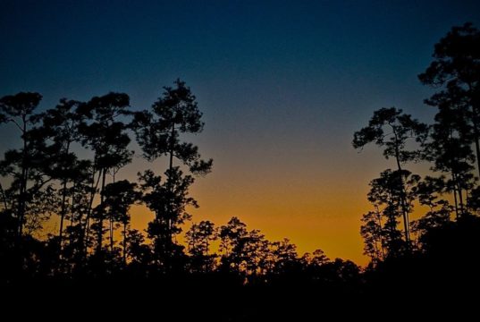 pine rocklands