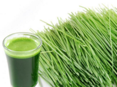 wheatgrass juice