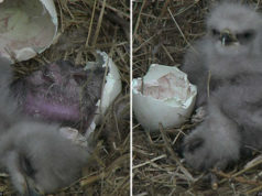 eaglets