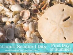 seashell