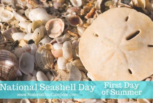 seashell
