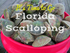 scalloping