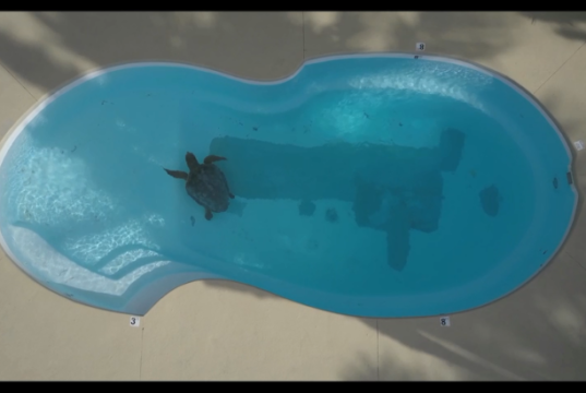 sea turtle