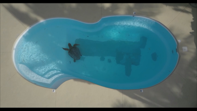 Snapshot-1-6-19-2017-4-13-PM sea turtle
