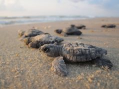 baby sea turtles