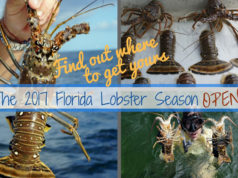 lobster season