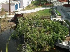 debris