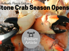 florida stone crab