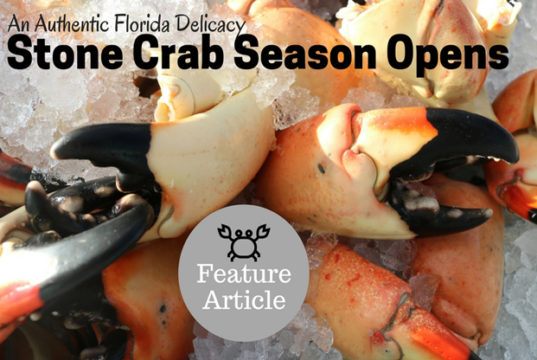 florida stone crab