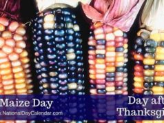 Maize Day