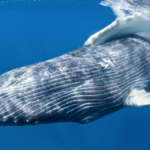 Humpback-Whale