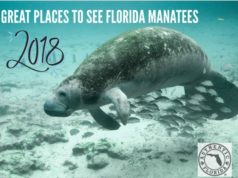 florida manatees
