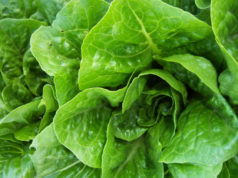 romaine