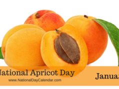 apricot day