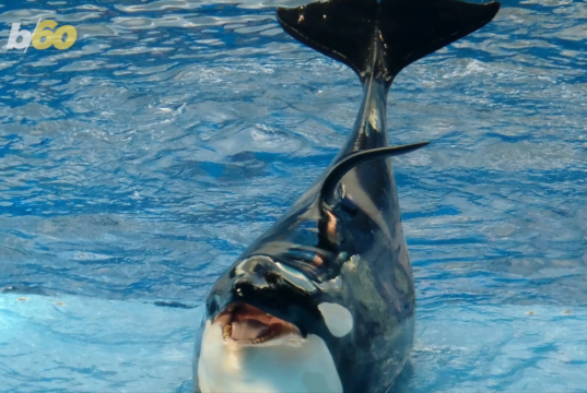 whale