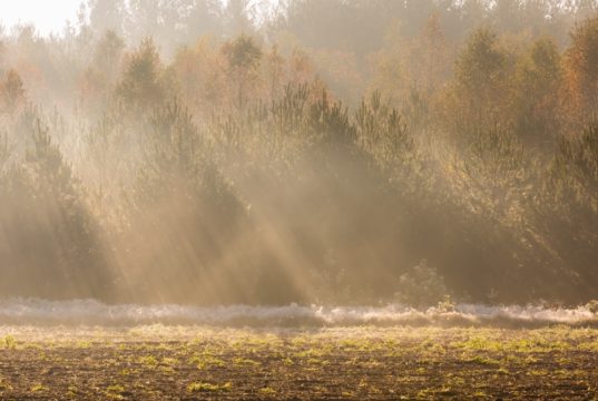 sunlight
