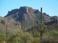 saguaro