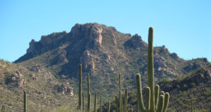 saguaro