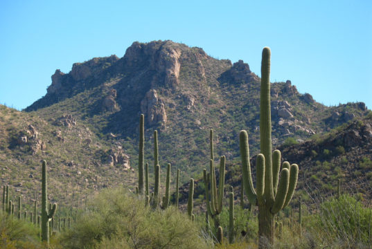 saguaro