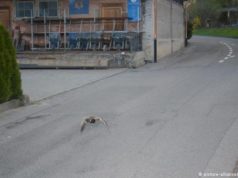 speeding duck