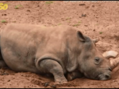 white rhino