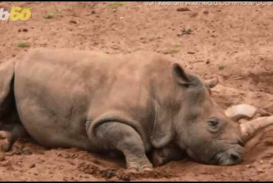 white rhino