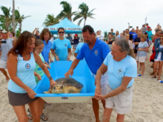 loggerhead