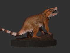 fossil