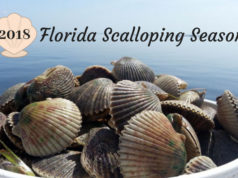 Scalloping Season